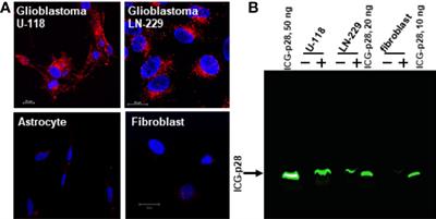 Tumor-targeting cell-penetrating peptide, p28, for glioblastoma imaging and therapy